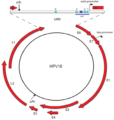 HPV circular genes
